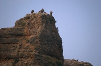 Buitres sobre cresta de roca